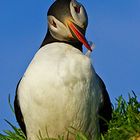 User Profile Photo