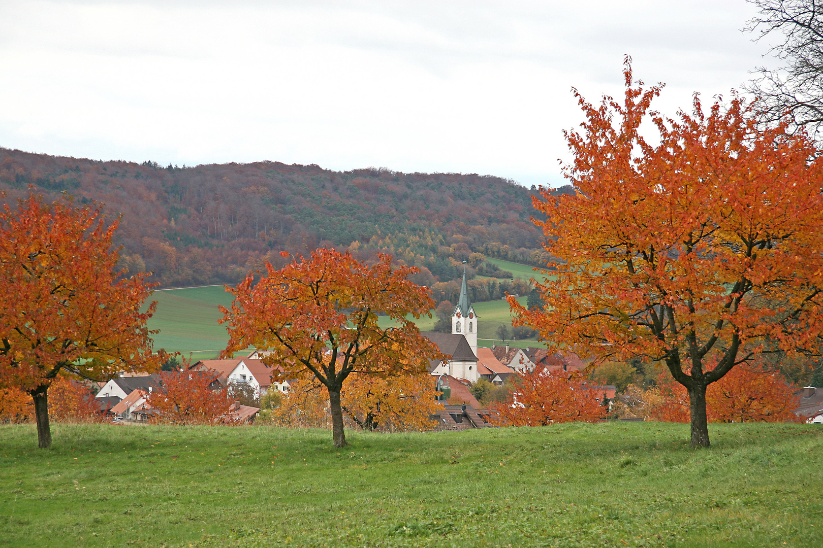 Kischbäume im Herbst