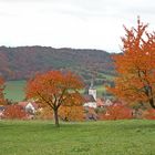 Kischbäume im Herbst