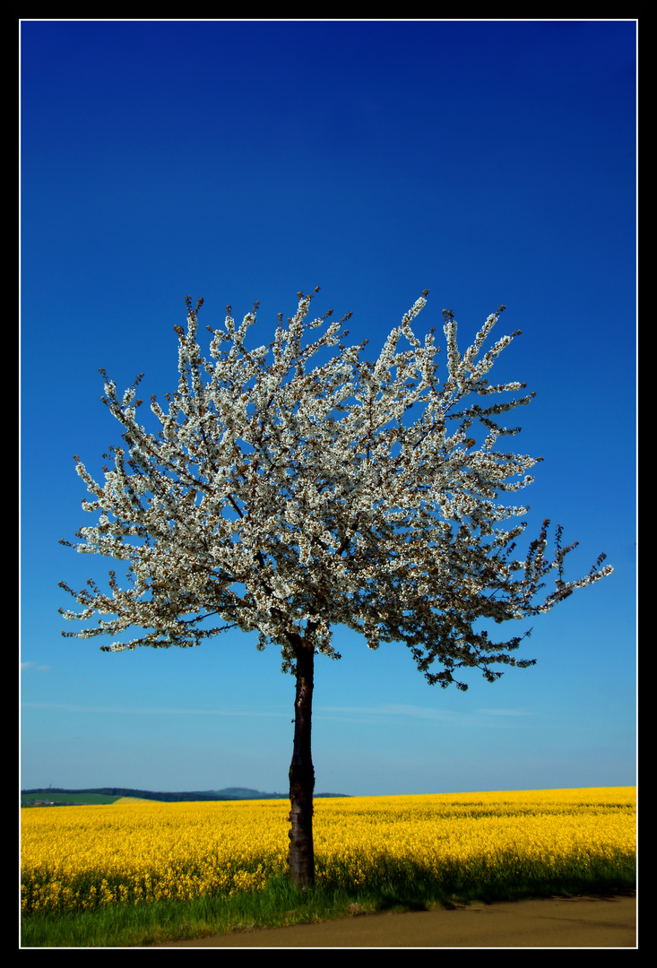 Kischbaum im Feld