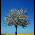 Kischbaum im Feld