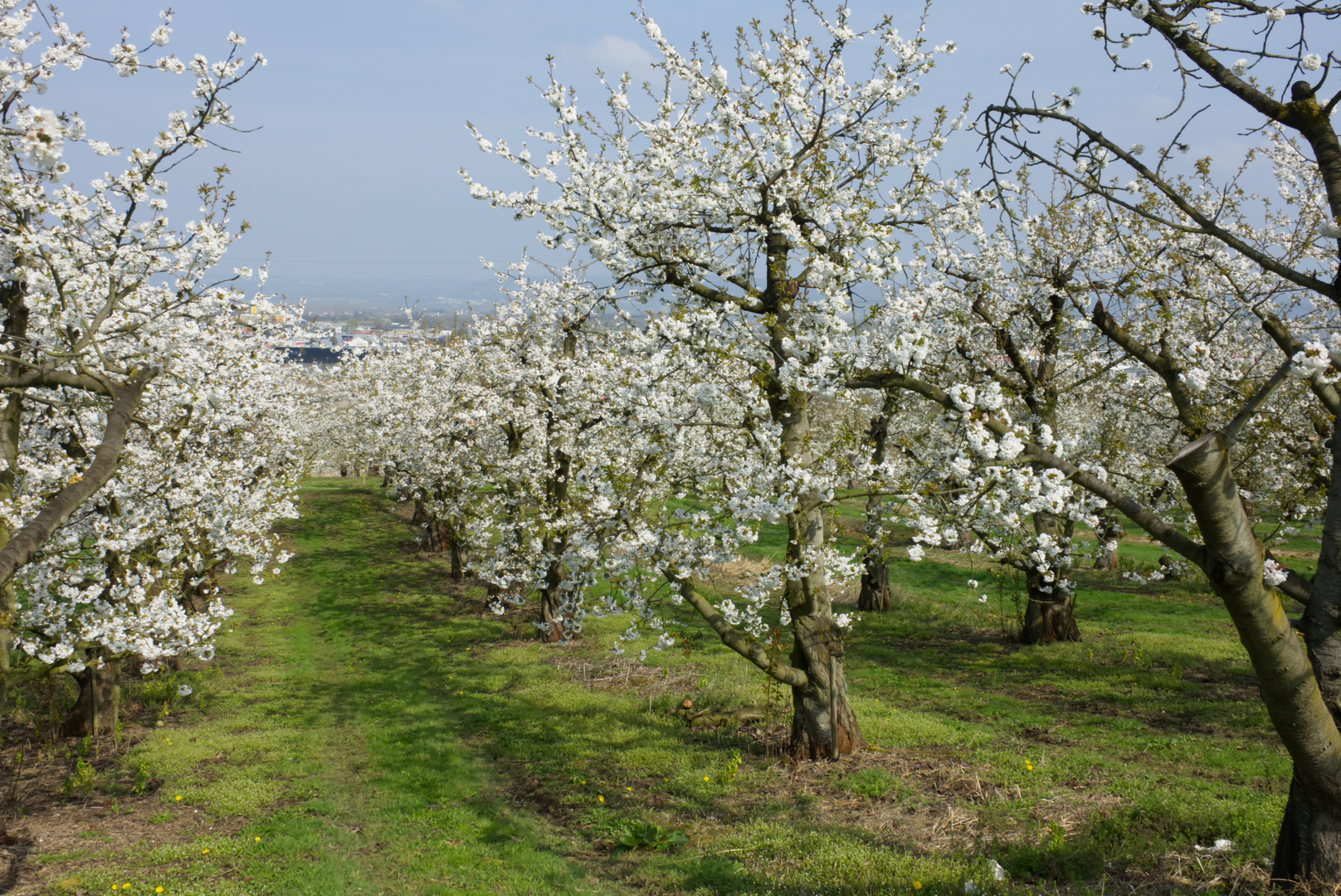 KIschbaumblüte 2019/1