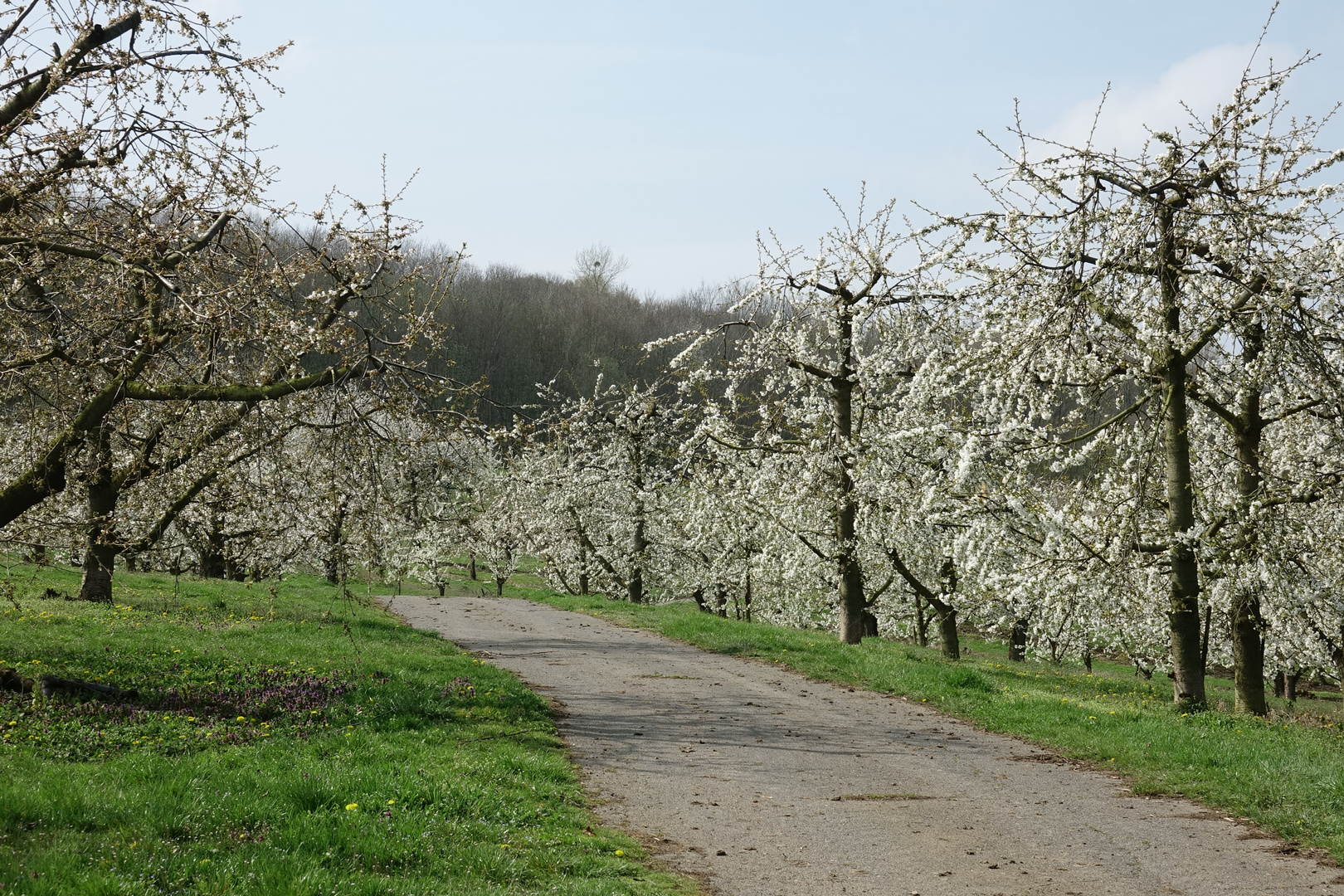 KIschbaumblüte 2019/2