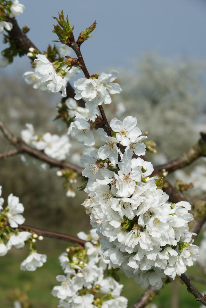 KIschbaumblüte 2019/3