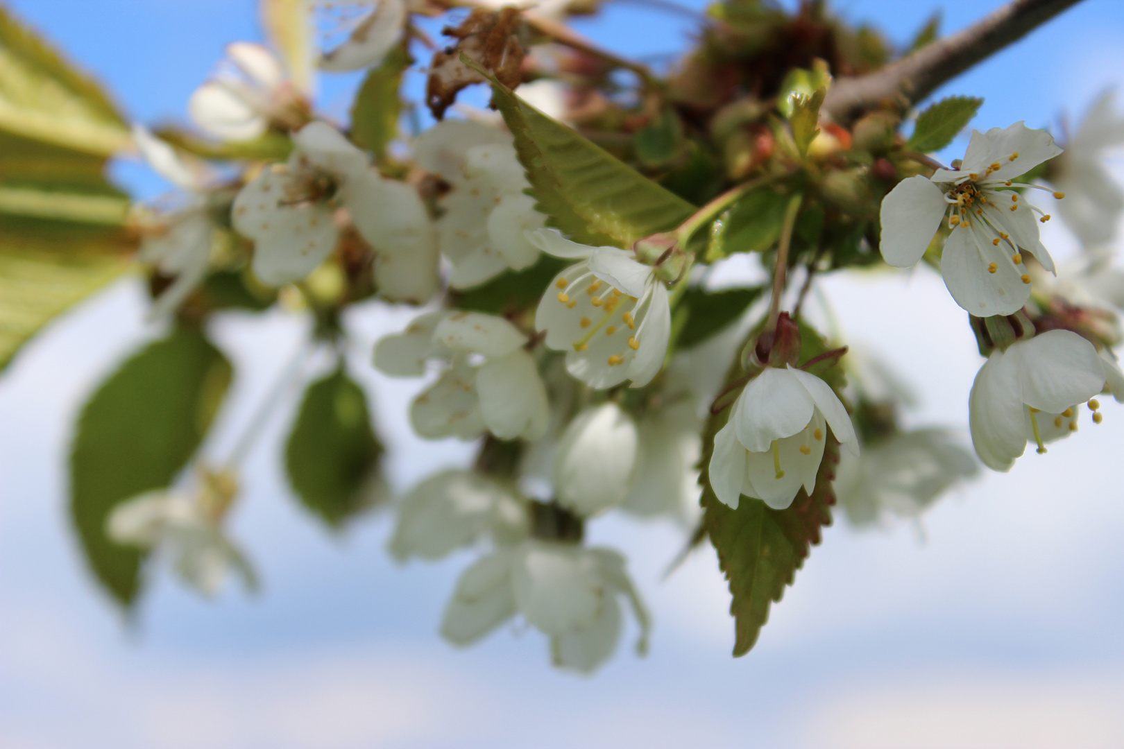 Kischblüte