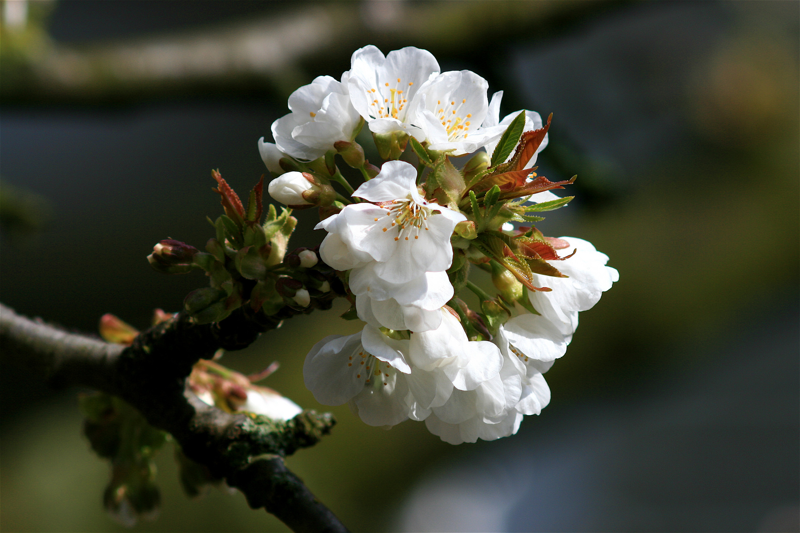 Kischblüte