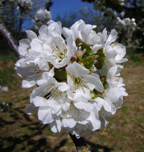 Kischblüte