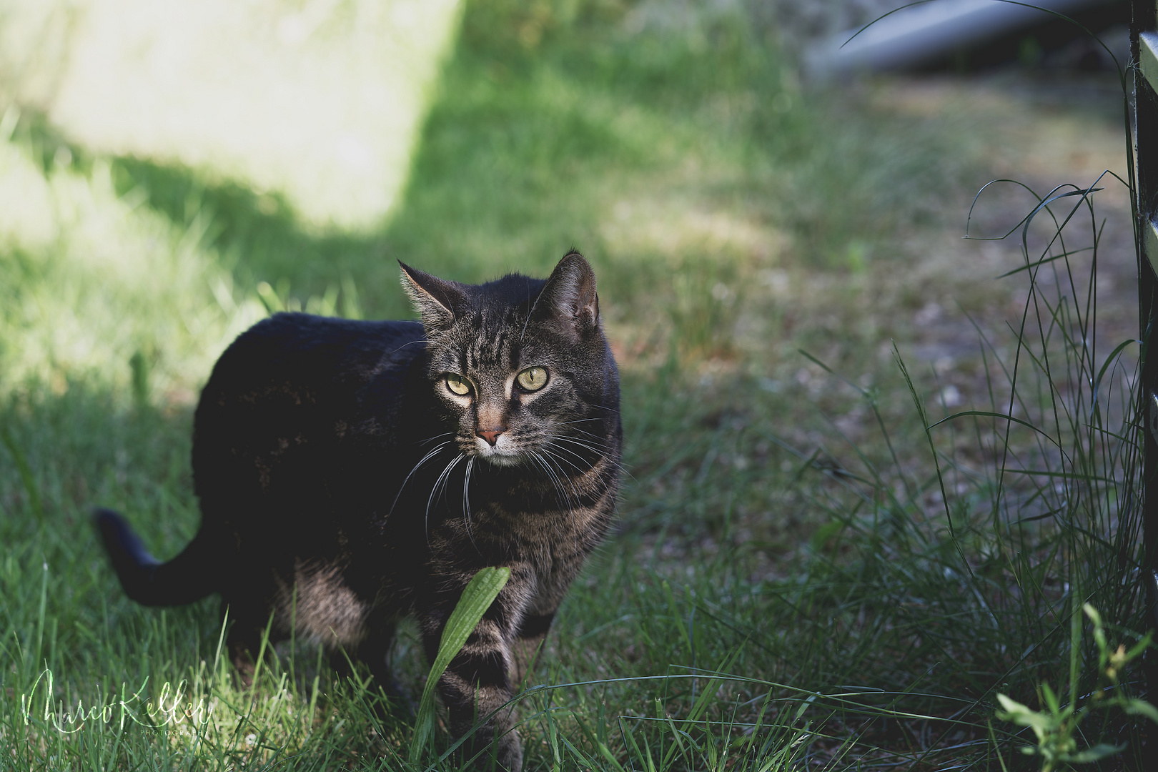 "Kismet" die Katze im Garten 1