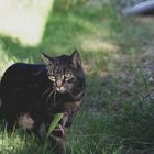 "Kismet" die Katze im Garten 1