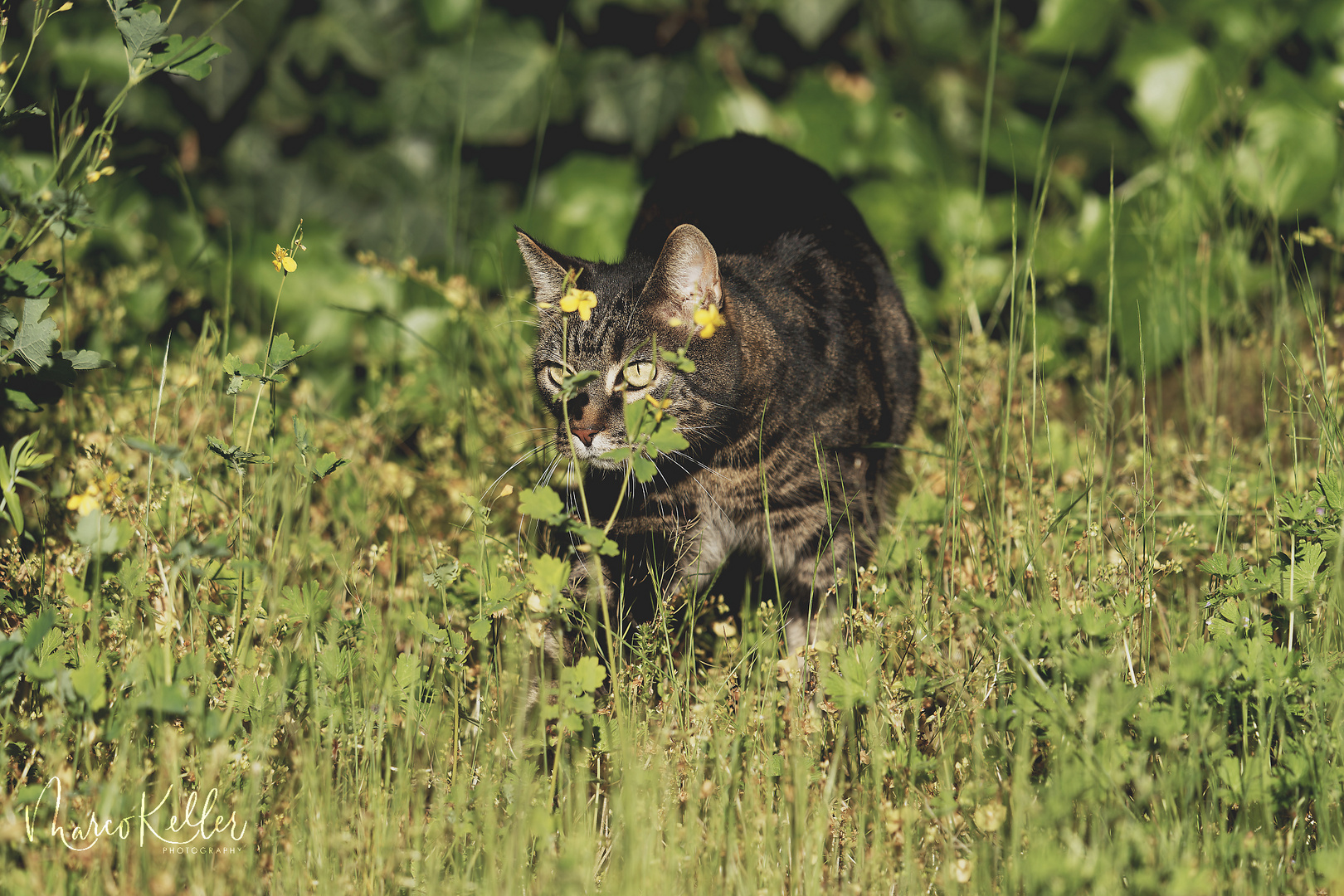 "Kismet" die Katze im Garten 2