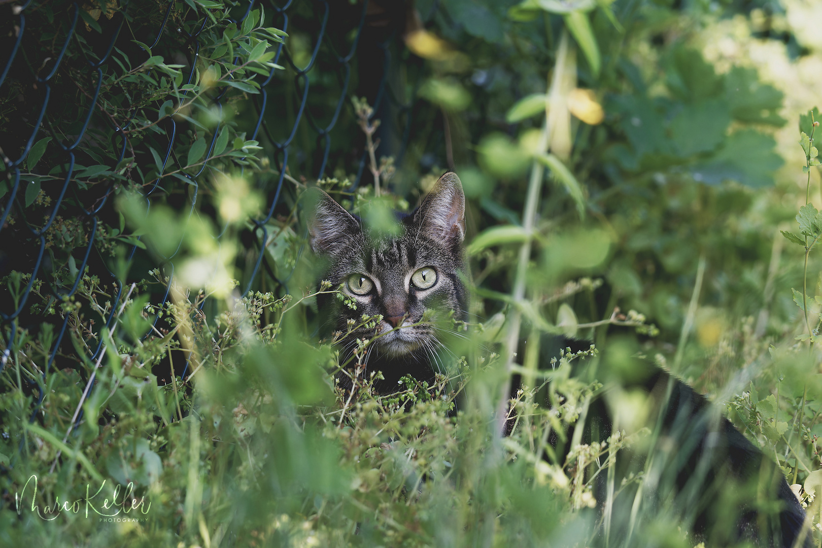 "Kismet" die Katze im Garten 5