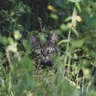 "Kismet" die Katze im Garten 5