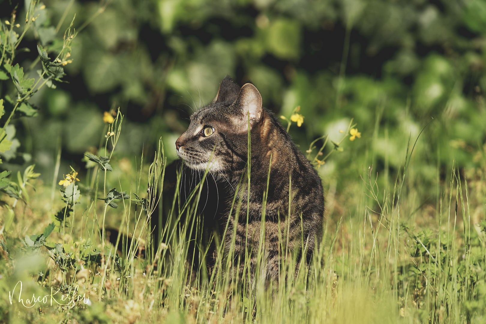 "Kismet" die Katze im Garten3