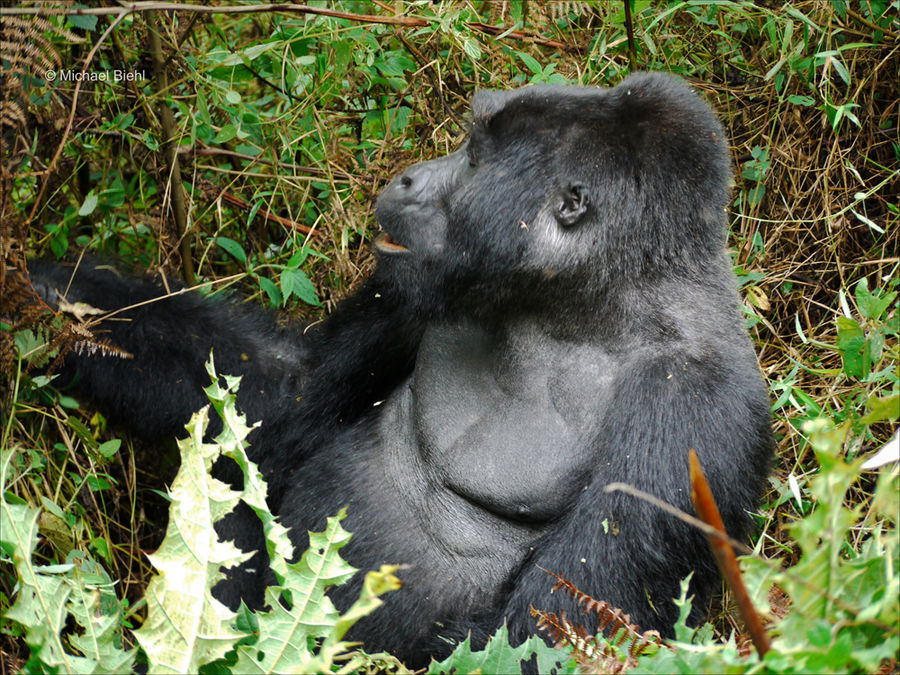 Kisoro, junger Silverback