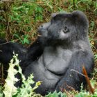 Kisoro, junger Silverback