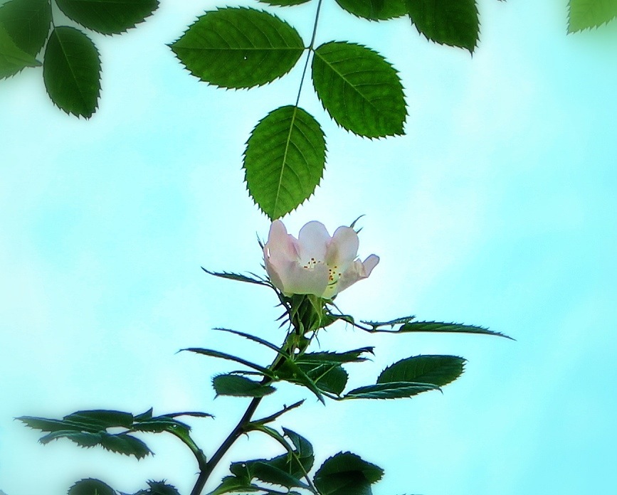 Kiss from a Rose