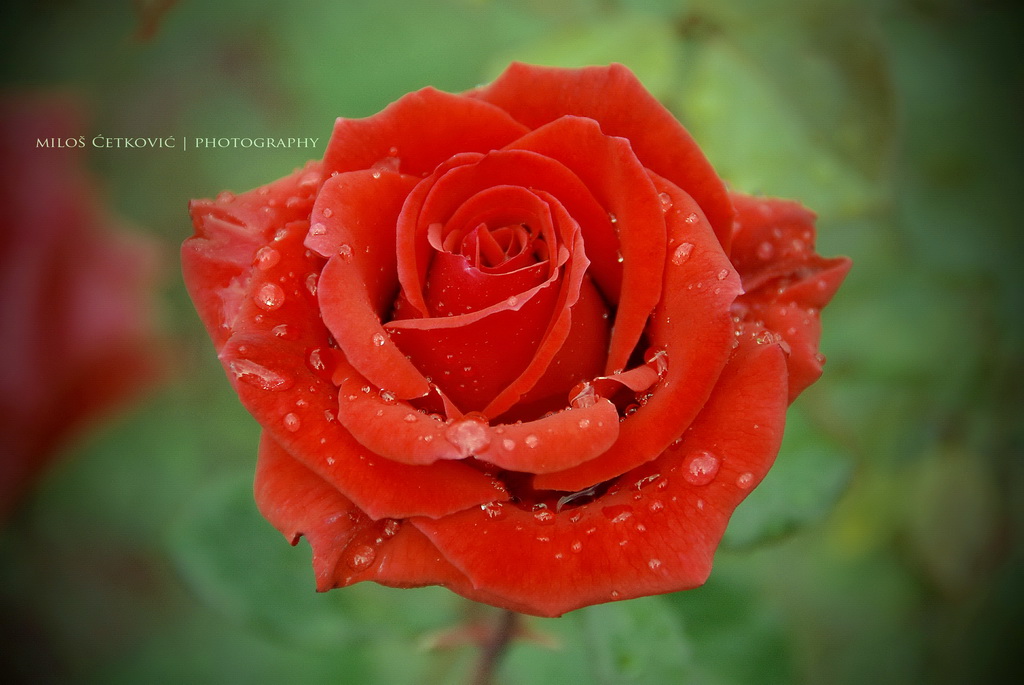 Kiss from a rose