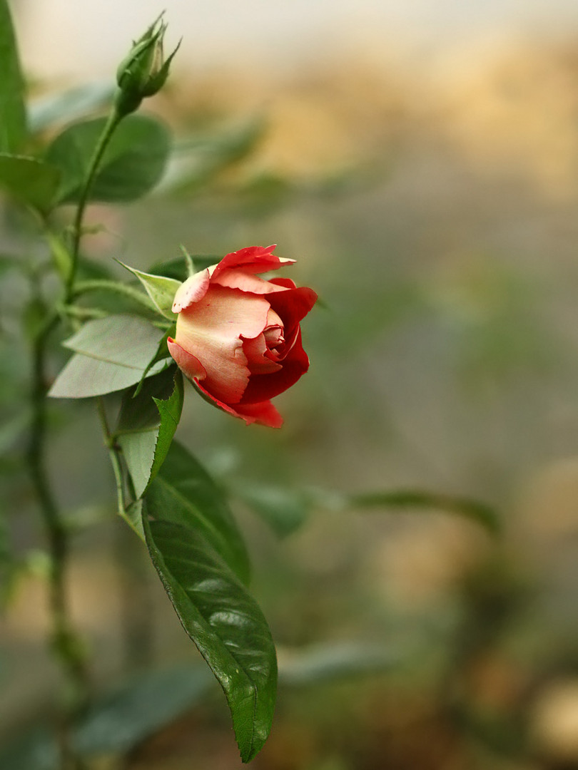 Kiss from a rose