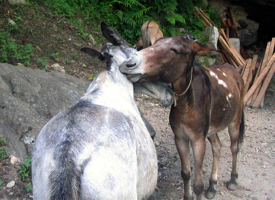 Kiss kiss in Nepal