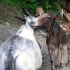 Kiss kiss in Nepal