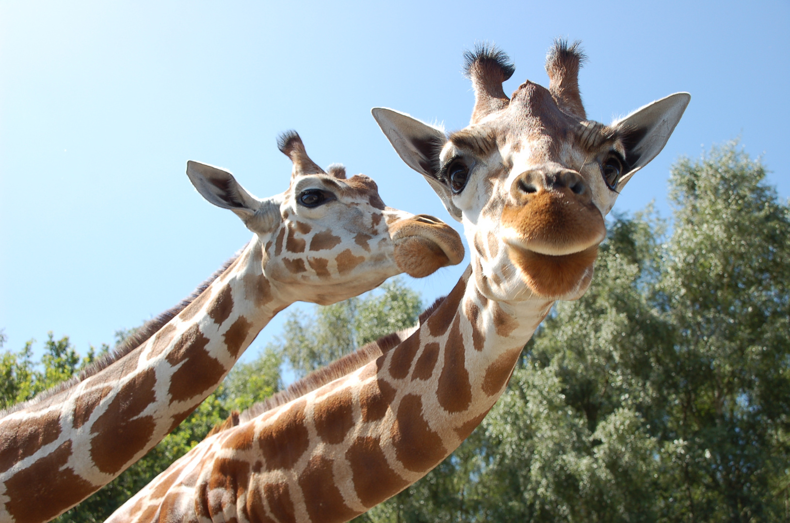 Kiss me, Giraffe