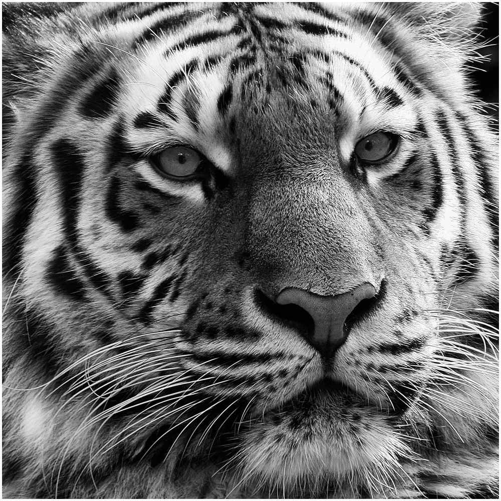 kiss me, tiger ...