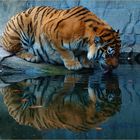 Kiss Me Tiger - wow wow wow