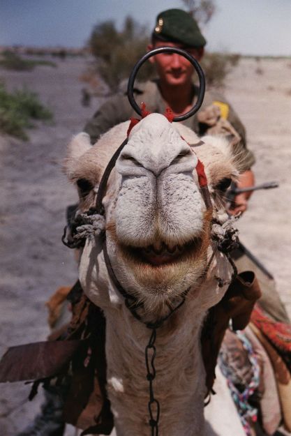 Kiss My Camel...