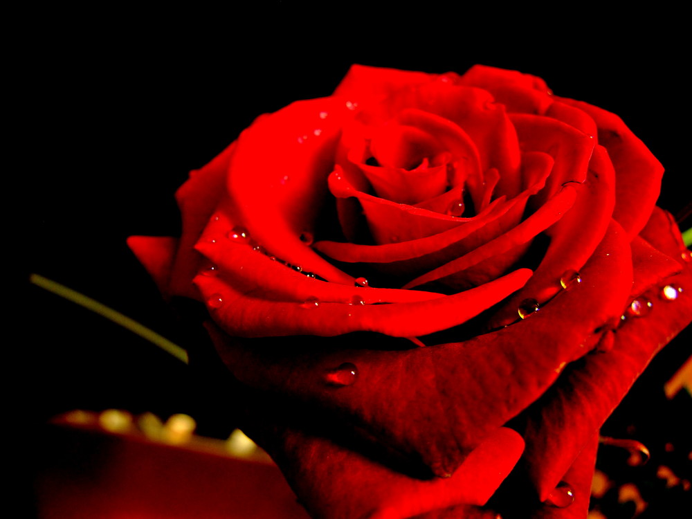 kiss of a red rose