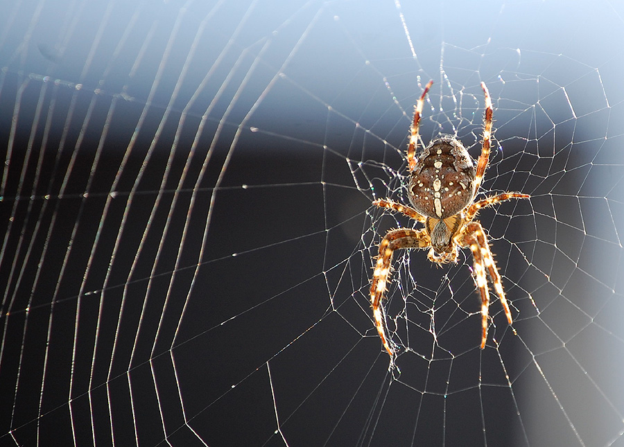 Kiss of a Spider Woman