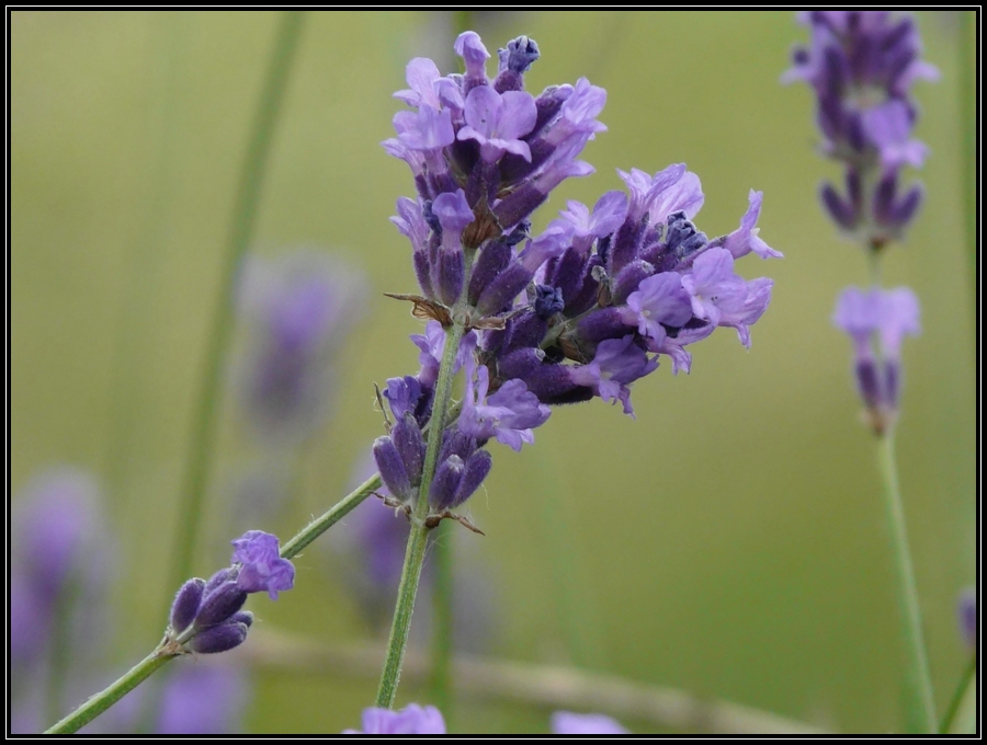 ,, Kiss of Lavender "