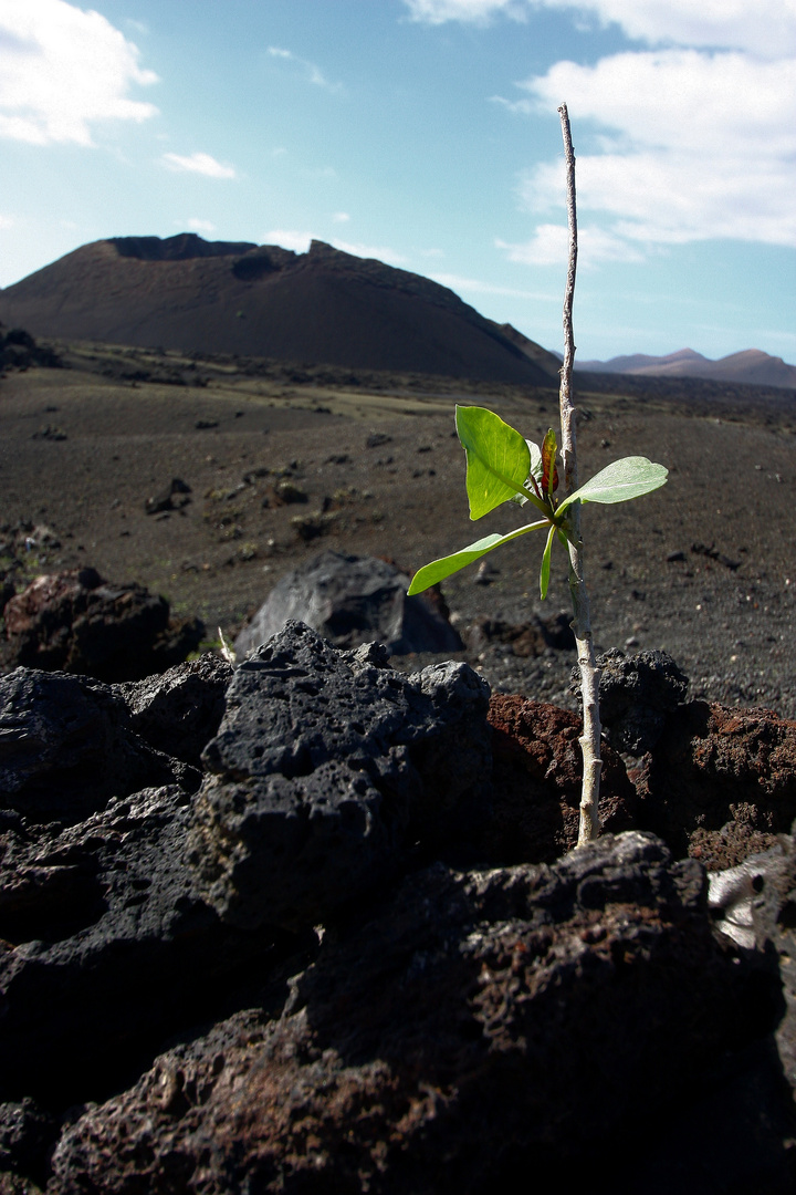 Kiss of Life | Timanfaya National Parc