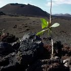 Kiss of Life | Timanfaya National Parc