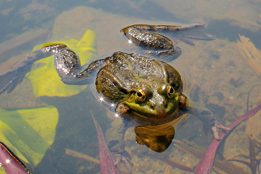 kiss that frog