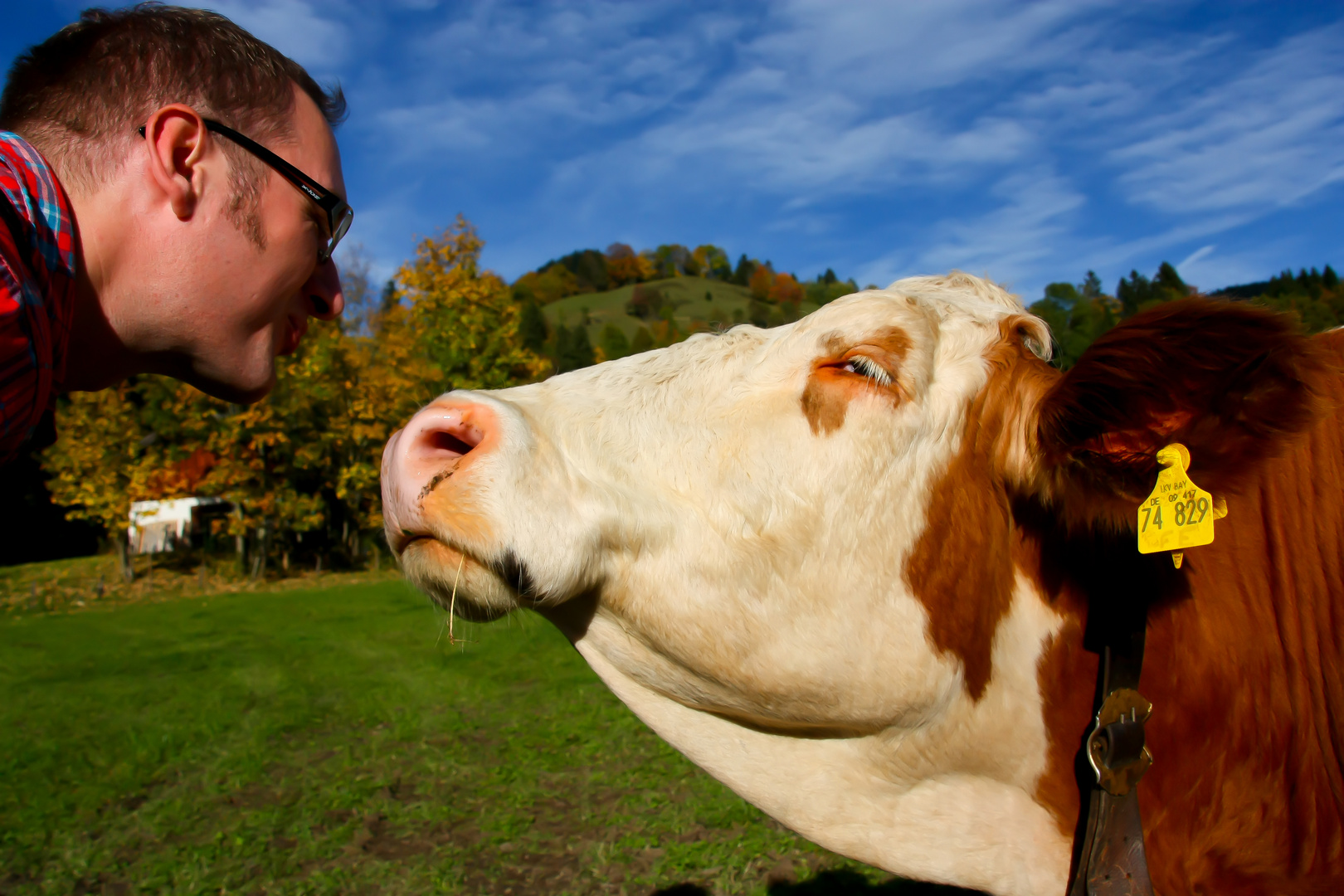 Kiss the Cow