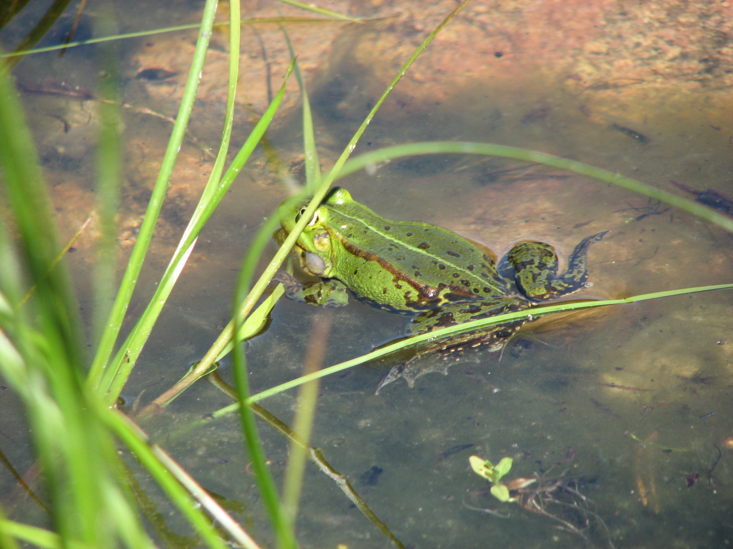 Kiss the frog?