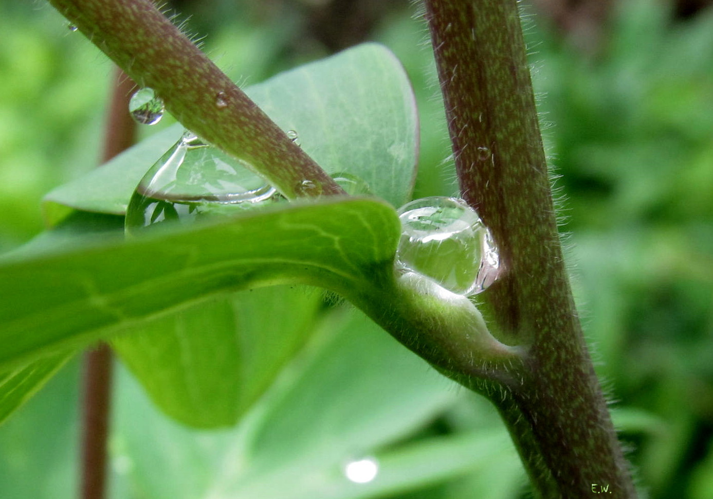 Kiss the rain...