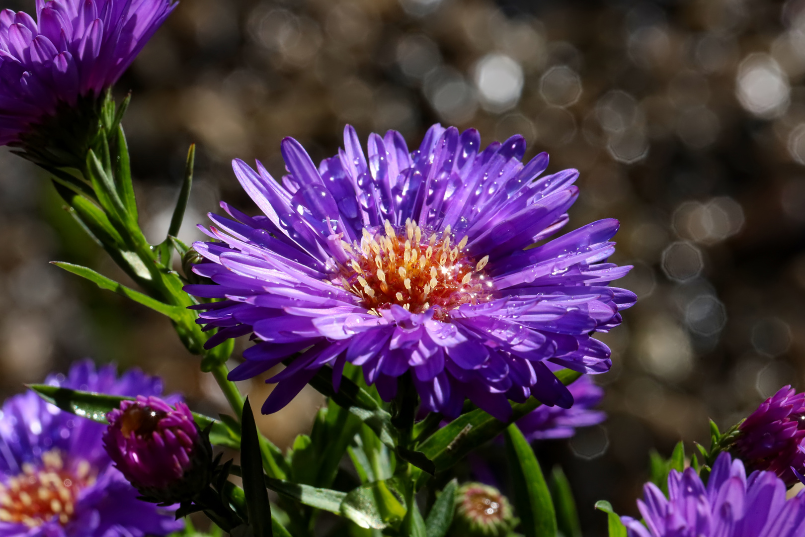 Kissen-Aster nach der Regen-Schauer