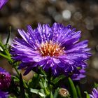 Kissen-Aster nach der Regen-Schauer