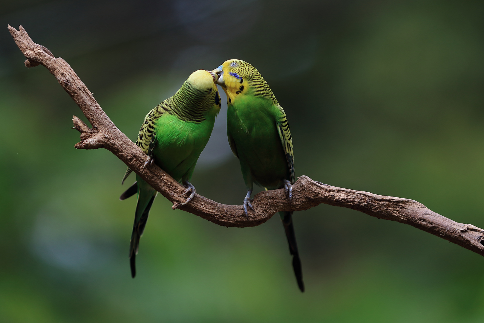 Kissing budgerigars