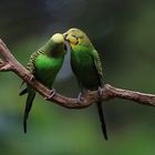 Kissing budgerigars