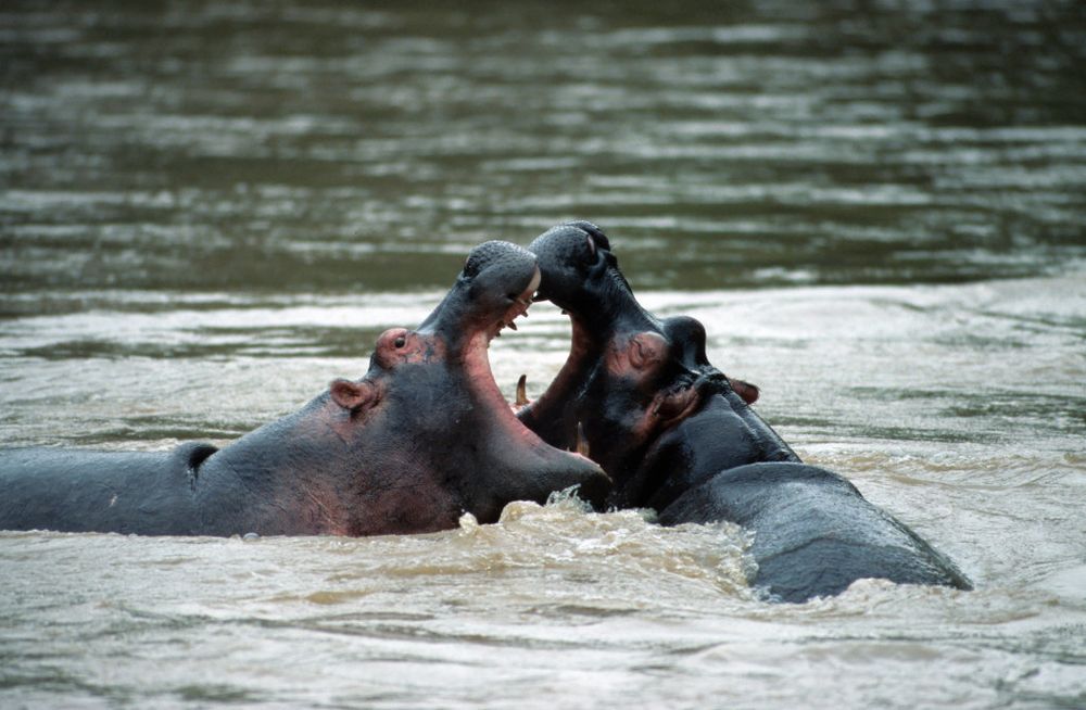 Kissing Hippos