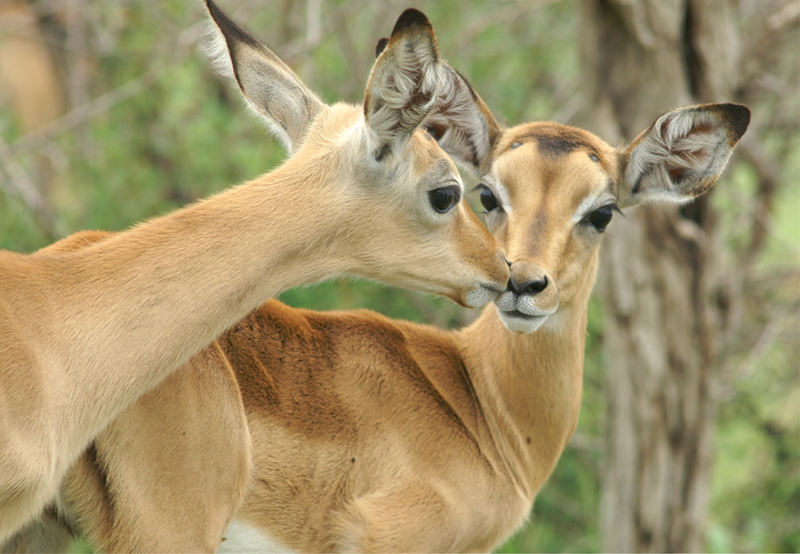 Kissing Impala