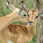 Kissing Impala