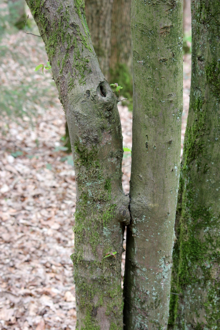 kissing in the wood