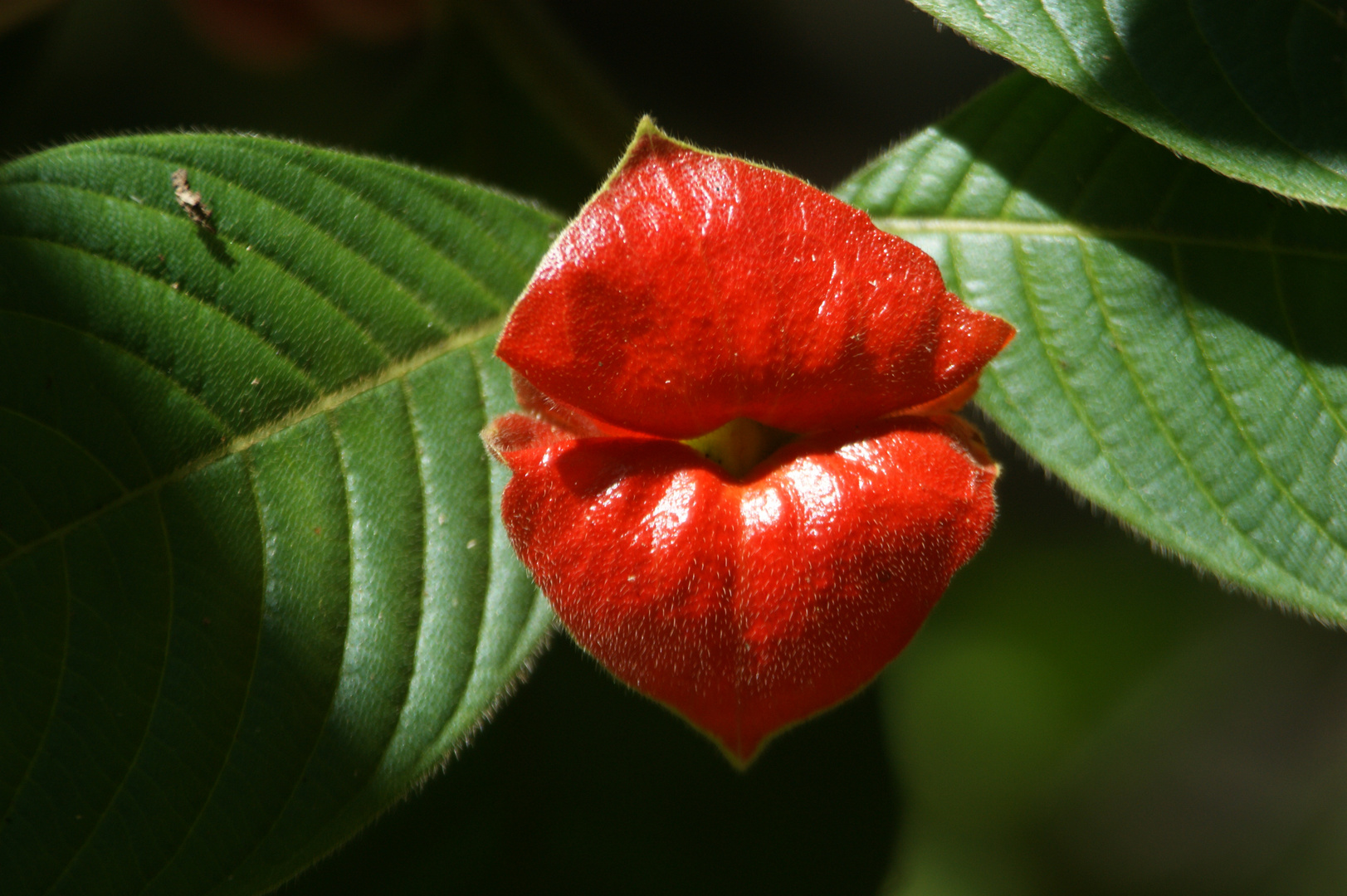 kissing lips