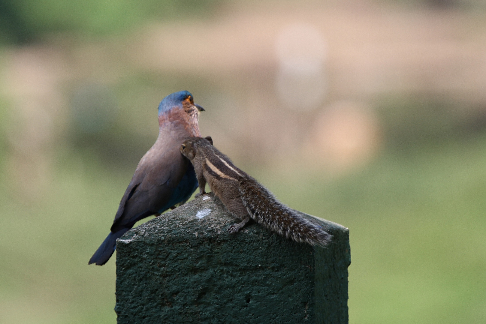 Kissing or smelling?