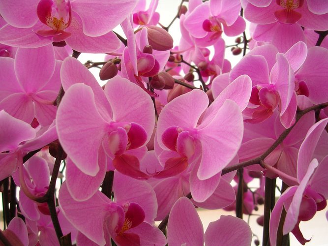 Kissing Orchids