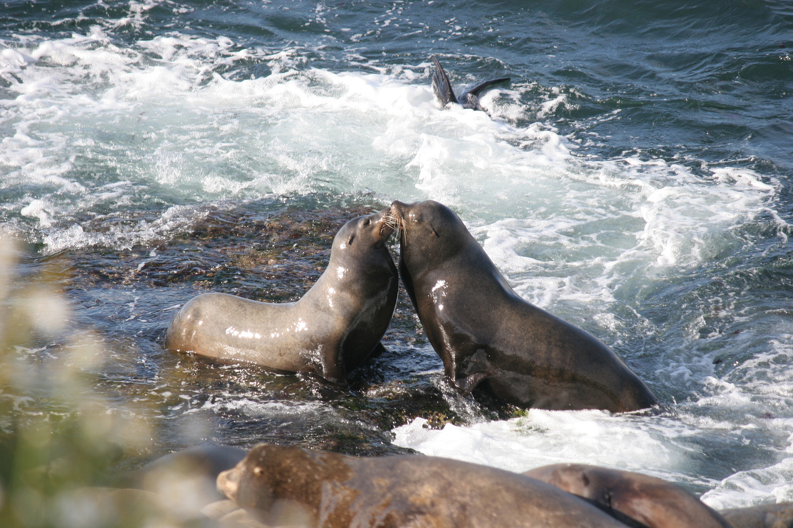 Kissing Seals