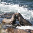 Kissing Seals